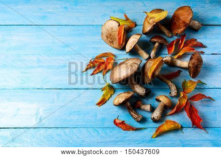 Thanksgiving or fall background with forest mushrooms and fall leaves. Fresh forest picking mushrooms on the blue wooden background. Copy space.