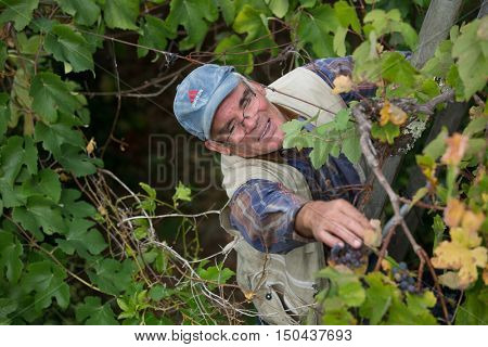 BOURO - OCTOBER 5: Farmer picking grapes during harvest at a vineyard on October 5, 2016 in Bouro, Portugal. The region of Minho