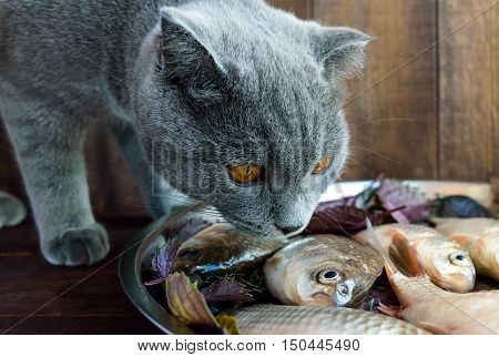 Fresh catch live fish (carp) and a cat that wants to eat it.