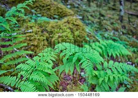 Scenes Along Appalachian Trail In Great Smoky Mountains