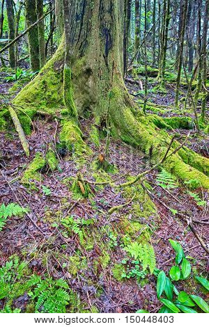 Scenes Along Appalachian Trail In Great Smoky Mountains