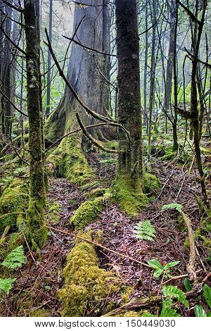 Scenes Along Appalachian Trail In Great Smoky Mountains