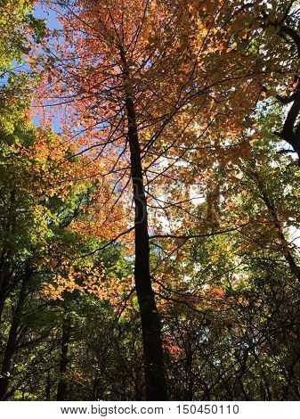 View at Kinzua with the fall changing leaves and bright blue sky