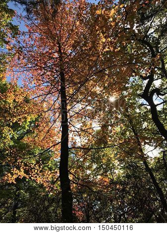 Bright colorful trees at Kinzua, with a bright blue sky behind them