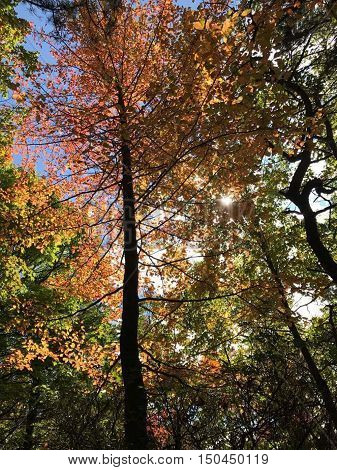 Bright blue sky behind these bright colorful trees at Kinzua
