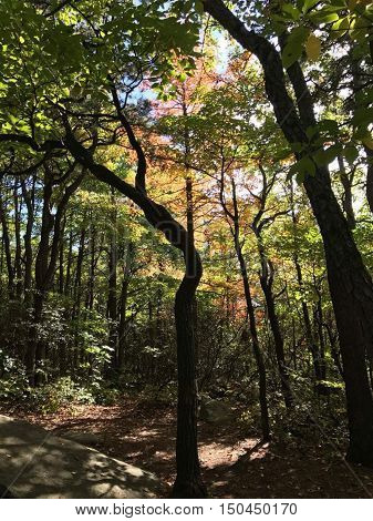 The colors in the trees at Kinzua