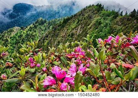 Scenes Along Appalachian Trail In Great Smoky Mountains