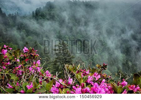 Scenes Along Appalachian Trail In Great Smoky Mountains