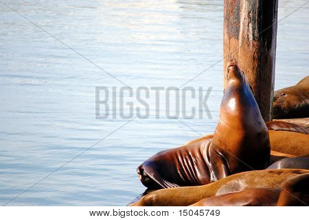 Sea Lion Cry
