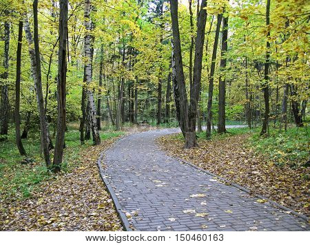 Autumn. Walking path in the park. Fallen leaves. Nature.