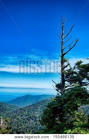 Scenes Along Appalachian Trail In Great Smoky Mountains