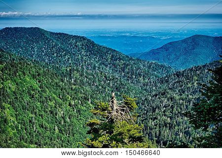 Scenes Along Appalachian Trail In Great Smoky Mountains