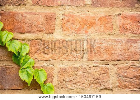Green leaves on the wall of brick. wall covered with green leaves plant