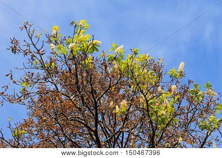 Natural anomaly. The chestnut blossom on autumn