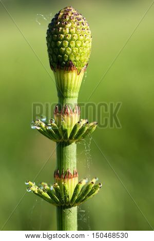 horsetail with dew drops photographed in the morning on the green meadow