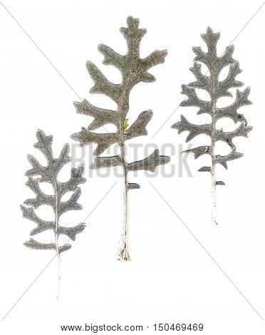 Isolated elements of dried pressing terry fluffy white silvery leaves Cineraria shaped like a deer antler