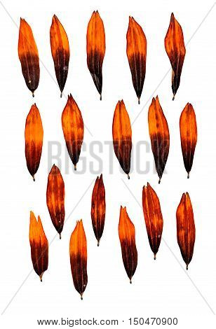 isolated dry rudbeckia pressed yellow petals on white background
