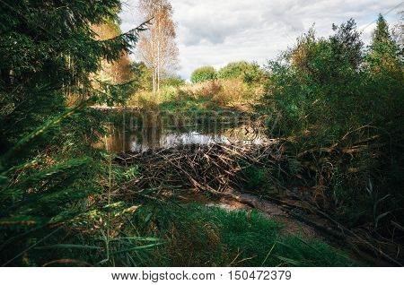 Beaver dam at a small creek in the dense forest Naliboki Belarus