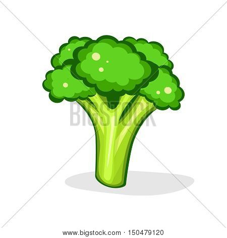 Broccoli Vector illustration. isolated on white background. Fresh Vegetable. Vegetarian food.