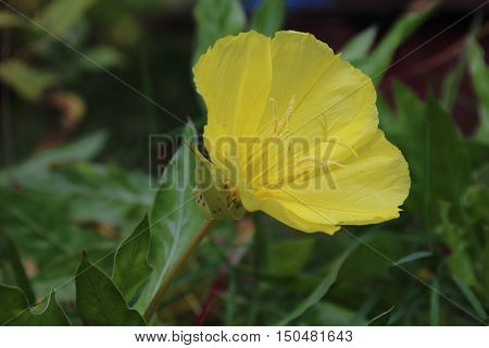 Missouri evening primrose Oenothera macrocarpa Herbaceous perennial plant with yellow flowers