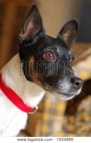 Ritratto di Jack Russel