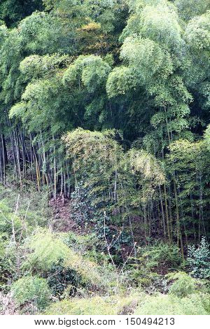 Japan Bamboo Grove
