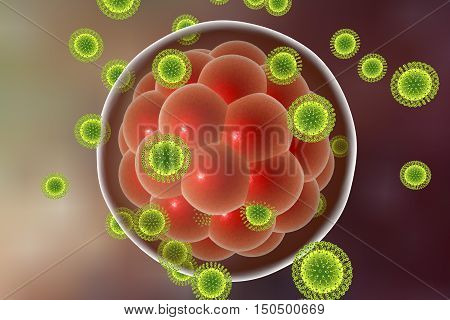 Zika viruses infecting human embryo, 3D illustration. Viruses which cause Zika fever found in Brazil and other tropical countries. Zika fever in pregnant women leads to microcephaly in fetus