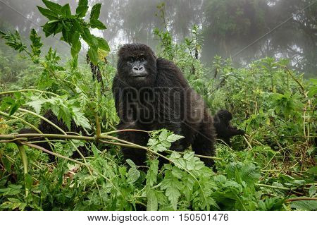 Front view of mountain gorilla observing tourists in the forest