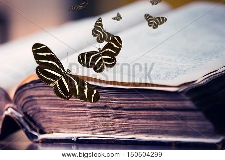 Fairytale comes alive as Butterflies fly from pages