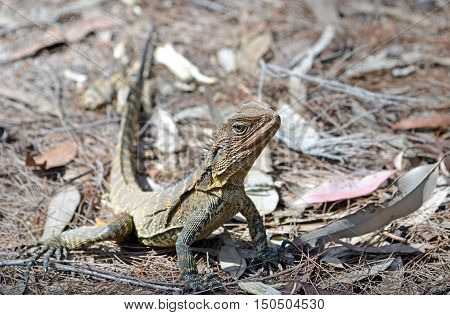 Australian Eastern Water Dragon (Itellagama lesueurii) in Sydney bushland, Royal National Park, Australia