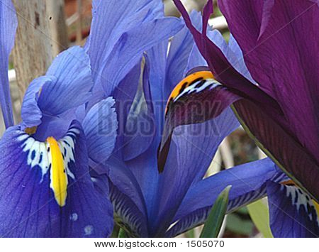 Blue Iris