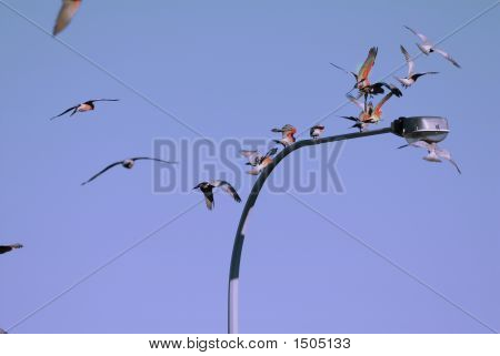 Galahs på Lampost