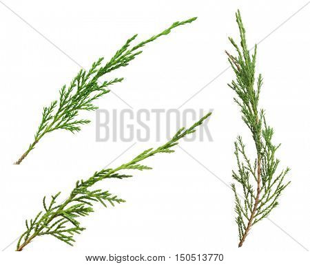 green thuya branches isolated on white background