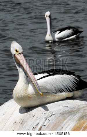 2 Pellicani australiani
