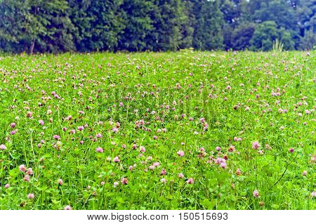 Flowering clover wildflowers in green meadow on sunny day.