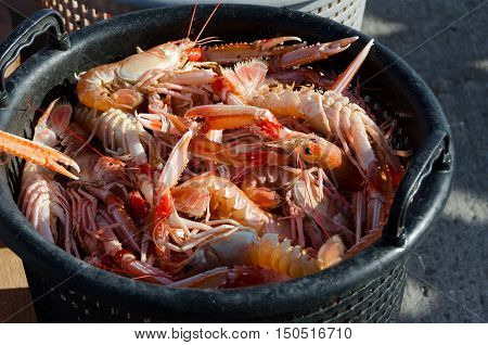 one basket full of norway lobster ready to eat