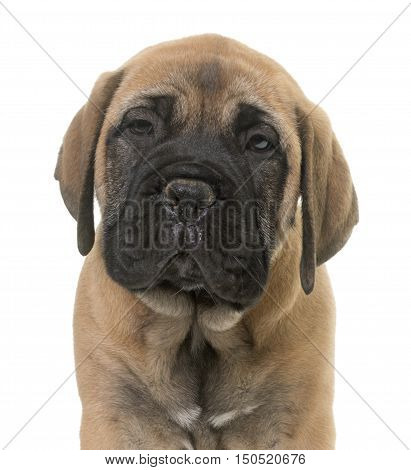 puppy bull mastiff in front of white background