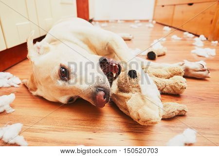 Naughty Dog Home Alone