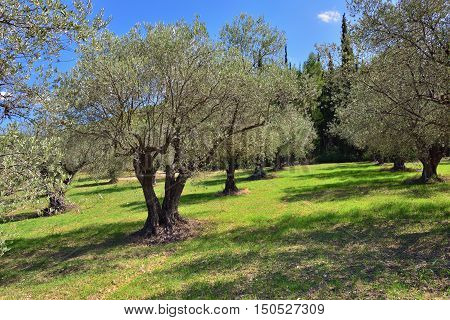 Idyllic rural landscape with olives trees and cypress on background Nemea region Peloponnese Greece Europe.