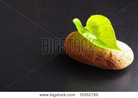 Zen Still Life
