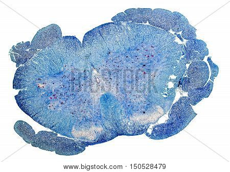 blue colored microscopic cross section of a spinal cord from a rat