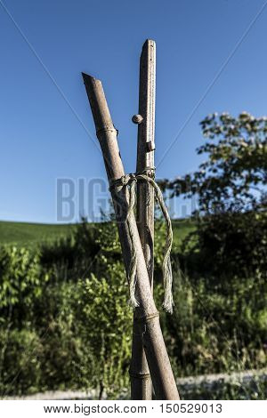 canes cross structure in the vegetable garden