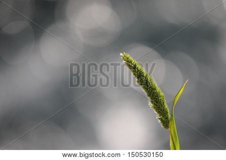 Green ear on gray and indistinct background