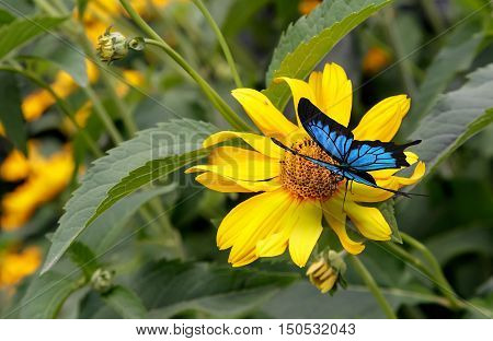 Beautiful butterfly with blue pattern on the wings is sitting on a yellow flower rudbeckia blooming among the green leaves.