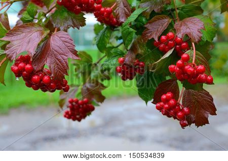 Bunches of red viburnum berries with raindrops at the end of summer season. Fresh organic guelder rose with green leaves in village garden. Seasonal fruit fall harvest and medicinal plant concept.