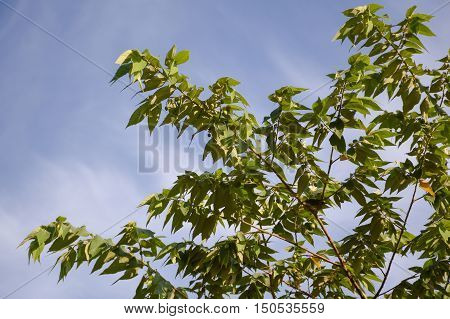 fresh green muntingia calabura tree in nature garden