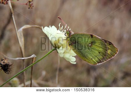 Butterfly On Flower