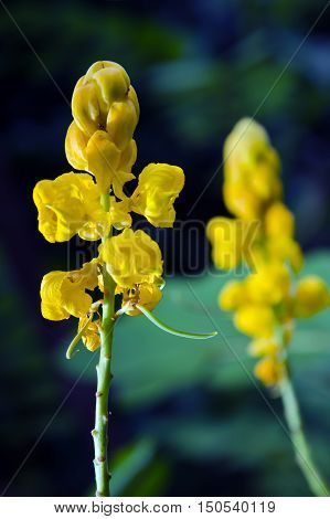 Bush Or Candle Bush Flower Or Candelabra Bush