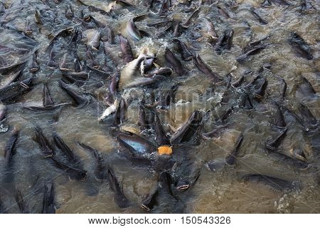 feed bread to fish (Black ear catfish) in Thai temple. This is the famous donate activity for Thai people.