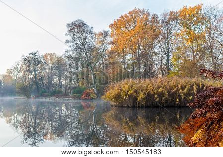 Trees and reed decorate the waterline of a pond with autumn colors on a misty morning